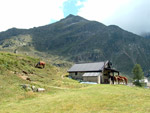 I bei cavalli del Rifugio Laghi Gemelli