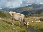 Mucca al pascolo al Passo di Mezzeno verso i Laghi Gemelli