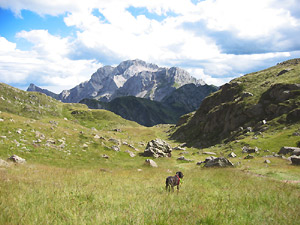 Una bella conca prativa con, in fronte, l'Arera 