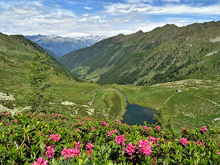 Anello Laghi di Porcile-Passo di Tartano, Cima-Passo di Lemma da Baita del Camoscio (5 luglio 2021)- FOTOGALLERY