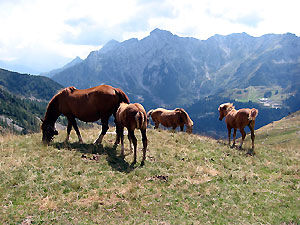 Cavalli al pascolo poco sotto il Passo di Tartano 