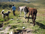 Asinelli verso il pascolo - foto Piero Gritti  4 agosto 07