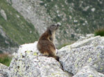 Marmotta nelle pietraie sul Corno Stella -  foto Piero Gritti  22 luglio 07