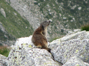 Nelle pietraie del Corno Stella