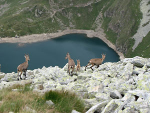 Giovani stambecchi sul Corno Stella verso il Lago Moro - foto Piero Gritti  22 luglio 07