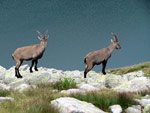  Due giovani stambecchi maschi sul Corno Stella verso il Lago Moro - foto Piero Gritti  22 luglio 07