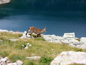 Stambecco giovane sopra il lago Moro