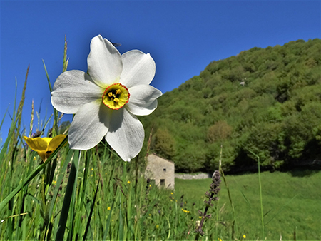 In Linzone spettacolo di narcisi e muscari - 15magg23-FOTOGALLERY