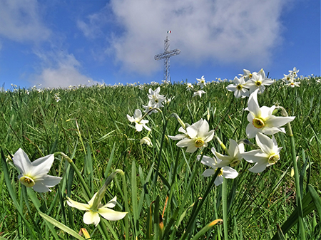 In Linzone spettacolo di narcisi e muscari - 15magg23-FOTOGALLERY