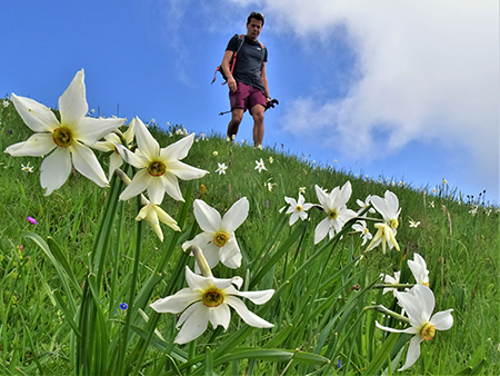 In Linzone spettacolo di narcisi e muscari - 15magg23-FOTOGALLERY