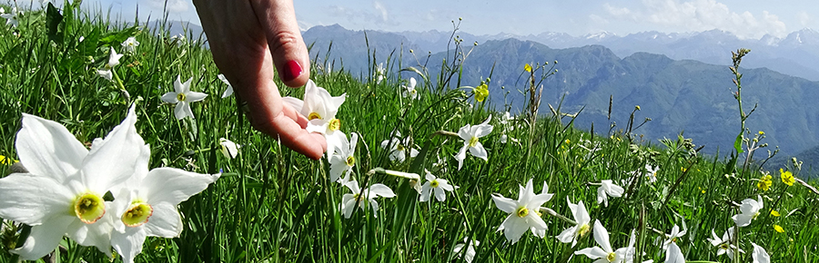 Spettacolo di narcisi e di tanti amici sul Linzone (16-05-2015)