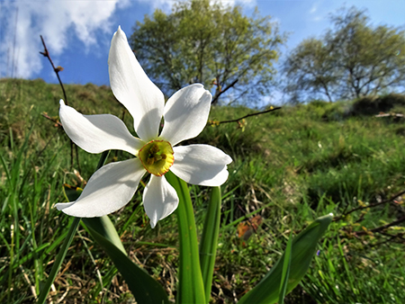 In Linzone spettacolo di narcisi e muscari con capre orobiche – 10magg22-FOTOGALLERY