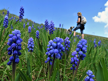 In Linzone spettacolo di narcisi e muscari con capre orobiche – 10magg22-FOTOGALLERY