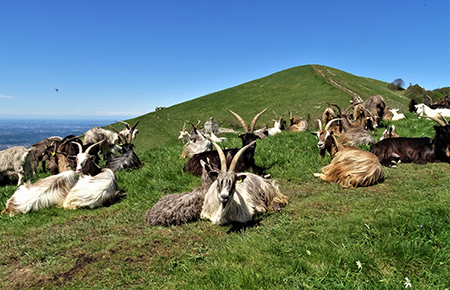 LINZONE (1392 m) da Roncola, protagonisti narcisi e capre orobiche (17magg21) - FOTOGALLERY