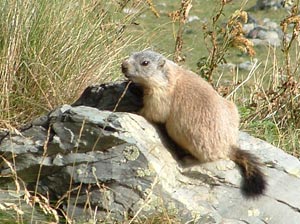 Marmottina nei pascoli del Rifugio Longo ci saluta