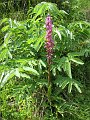 IMG_0900