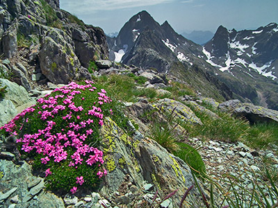 MONTE AGA (2720 m.) , salito dal versante nord, sceso da quello sud , il 1 luglio 2012 - FOTOGALLERY