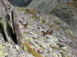 Il Pizzo del Diavolo di Tenda (2916) e il Diavolino