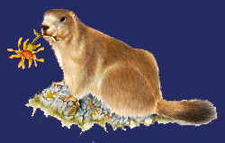 Marmotta arnica - disegno di Stefano Torriani