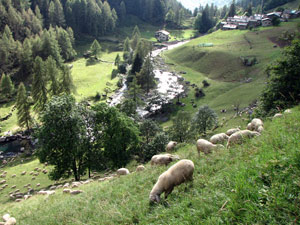 Le 1800 pecore di Beppe hanno pacificamente invaso i prati di Pagliari - foto Piero Gritti 31 ag 07