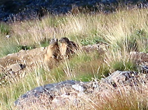 Coppia di marmotte:il bacio del mattino! 