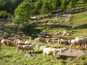 Pecore delle Prealpi e Alpi Orobie di Valle Brembana