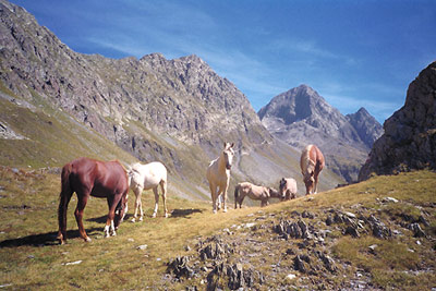 Cavalli al pascolo alle pendici del Monte Aga