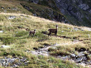 Stambecchi, femmina con piccolo al Lago del Diavolo