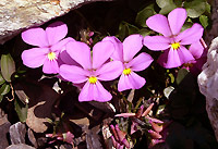 Viola comollia nella zona del Rifugio Longo