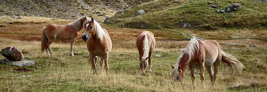 Splendidi cavalli alla Baita Arale in Valsambuzza