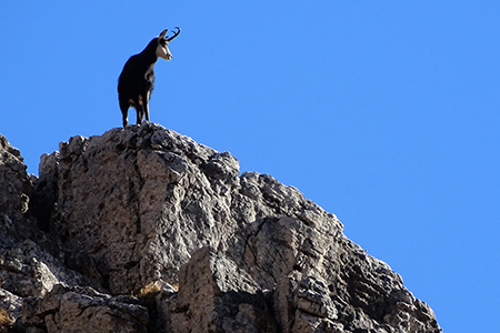 CIMA MENNA da Zorzone con discesa insolita dalla cresta del Monte Arale il 10 dicembre 2016  - FOTOGALLERY