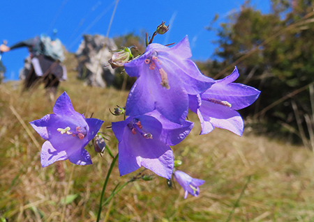 MONTE CASTELLO (croce 1425 m) e Ca’ di Zocc (1097 m) da Valpiana di Serina-3ott26 - FOTOGALLERY