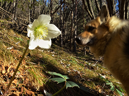 Monte Gioco ad anello da Spettino via Lepreno-6genn22- FOTOGALLERY