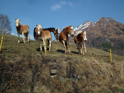 MONTE GIOCO (1366 m.) – Giro ad anello partendo da Lepreno di Serina, 7 marzo 2012 - FOTOGALLERY