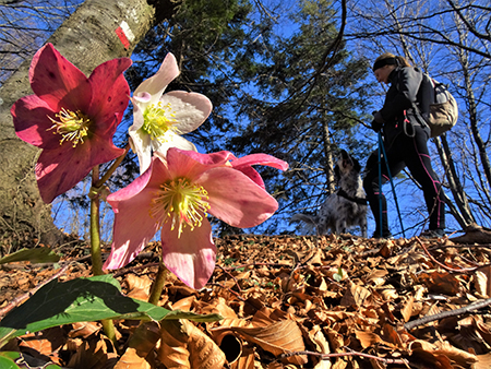 Festa di fiori sui dirimpettai Monti Ocone e Tesoro dalla Forcella Alta al Pertus – 11mar23- FOTOGALLERY