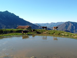 Mucche all'abbeverata alle cascine di Zambla Alta 