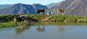All'abbeverata le mucche si ritrovano l'acqua ghiacciata il 3 novembre 2006