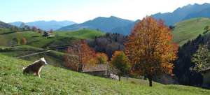 Il cane Trento nel suo territorio alla Cascina Bianca di Zambla Alta