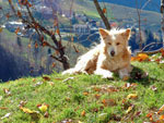 Trento si gode il tiepido sole d'autunno alle cascine di Zambla Alta