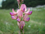 Rhinanthus aristatus ai Piani di Bobbio  - foto Piero Gritti 26 luglio 07