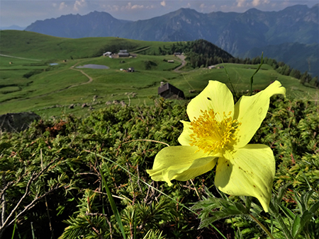 Spettacolo di fiori e marmotte sui sentieri per i Laghetti di Ponteranica–9giu23- FOTOGALLERY