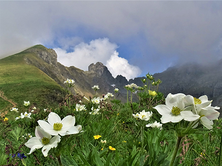 Spettacolo di fiori e marmotte sui sentieri per i Laghetti di Ponteranica–9giu23- FOTOGALLERY