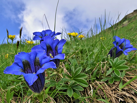 Spettacolo di fiori e marmotte sui sentieri per i Laghetti di Ponteranica–9giu23- FOTOGALLERY