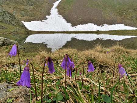 Spettacolo di fiori e marmotte sui sentieri per i Laghetti di Ponteranica–9giu23- FOTOGALLERY