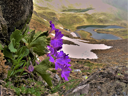 Spettacolo di fiori e marmotte sui sentieri per i Laghetti di Ponteranica–9giu23- FOTOGALLERY