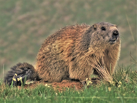 Spettacolo di fiori e marmotte sui sentieri per i Laghetti di Ponteranica–9giu23- FOTOGALLERY