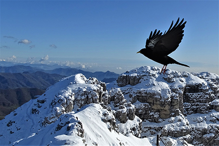 Sulle nevi del RESEGONE ad anello da Fuipiano Valle Imagna il 13 novembre 2019 - FOTOGALLERY