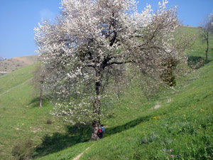 Maestoso ciliegio in fiore