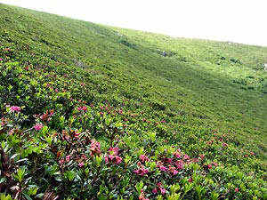 Splendide distese di rododendri sulle pendici del Foppabona