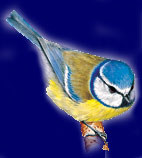 Cinciarella - disegno di Stefano Torriani